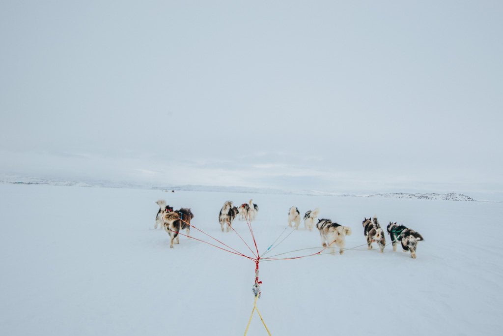 view-of-dogs-from-the-dog-sled