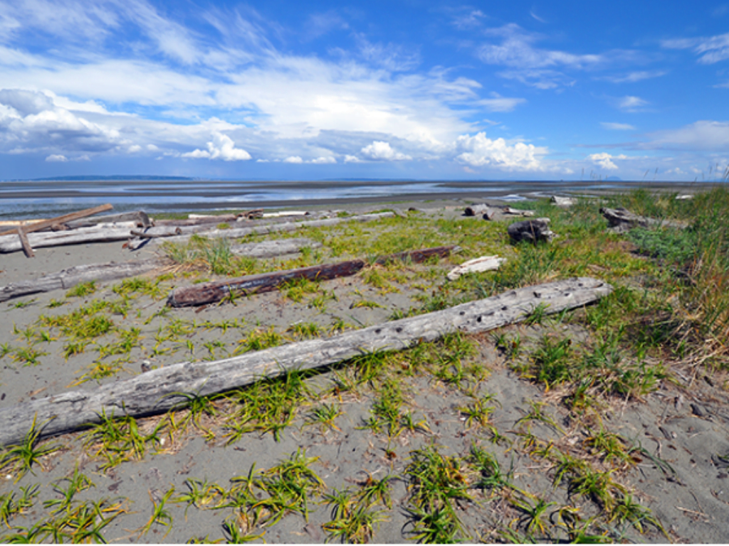 sunny beach at boundary bay regional park Where to have a campfire in Vancouver