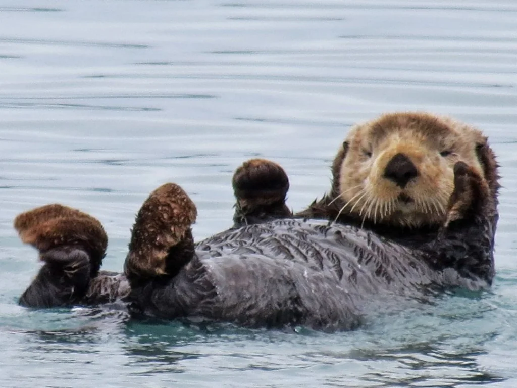Sea otter spotted from tofino boat tours