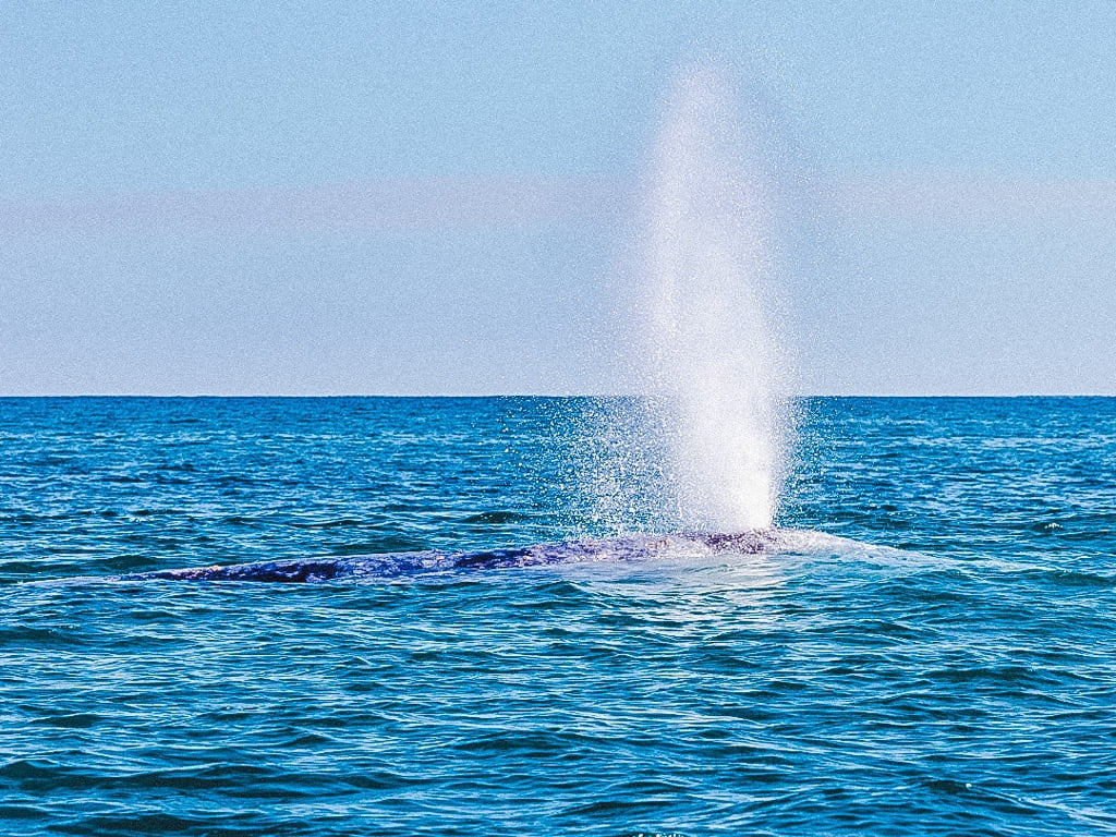 whale-spouting-from-blowhole