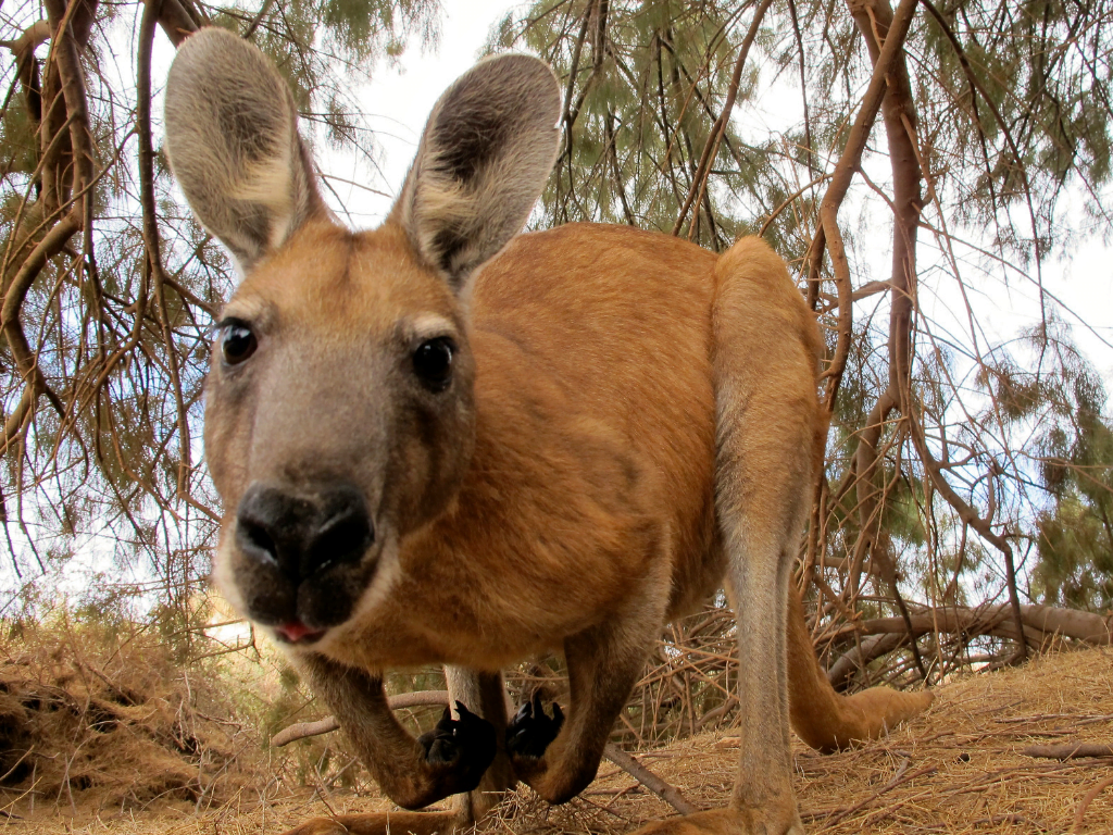 close-up-view-of-kangaroo