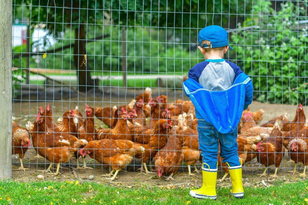 boy-feeding-chickens