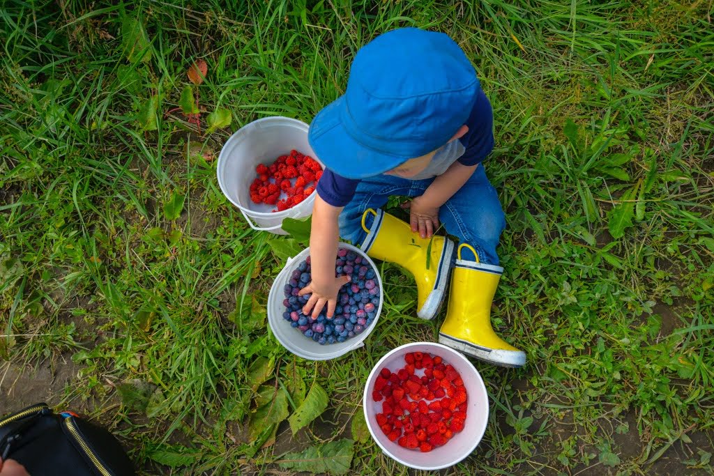 boy-picking-berries