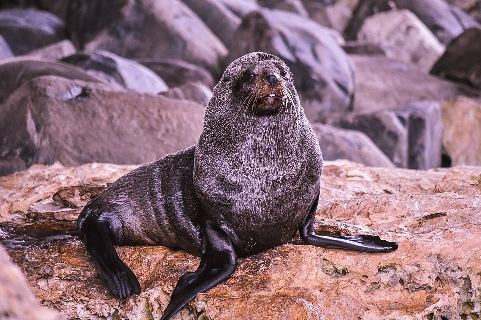 seal sitting on rocks on kangaroo island