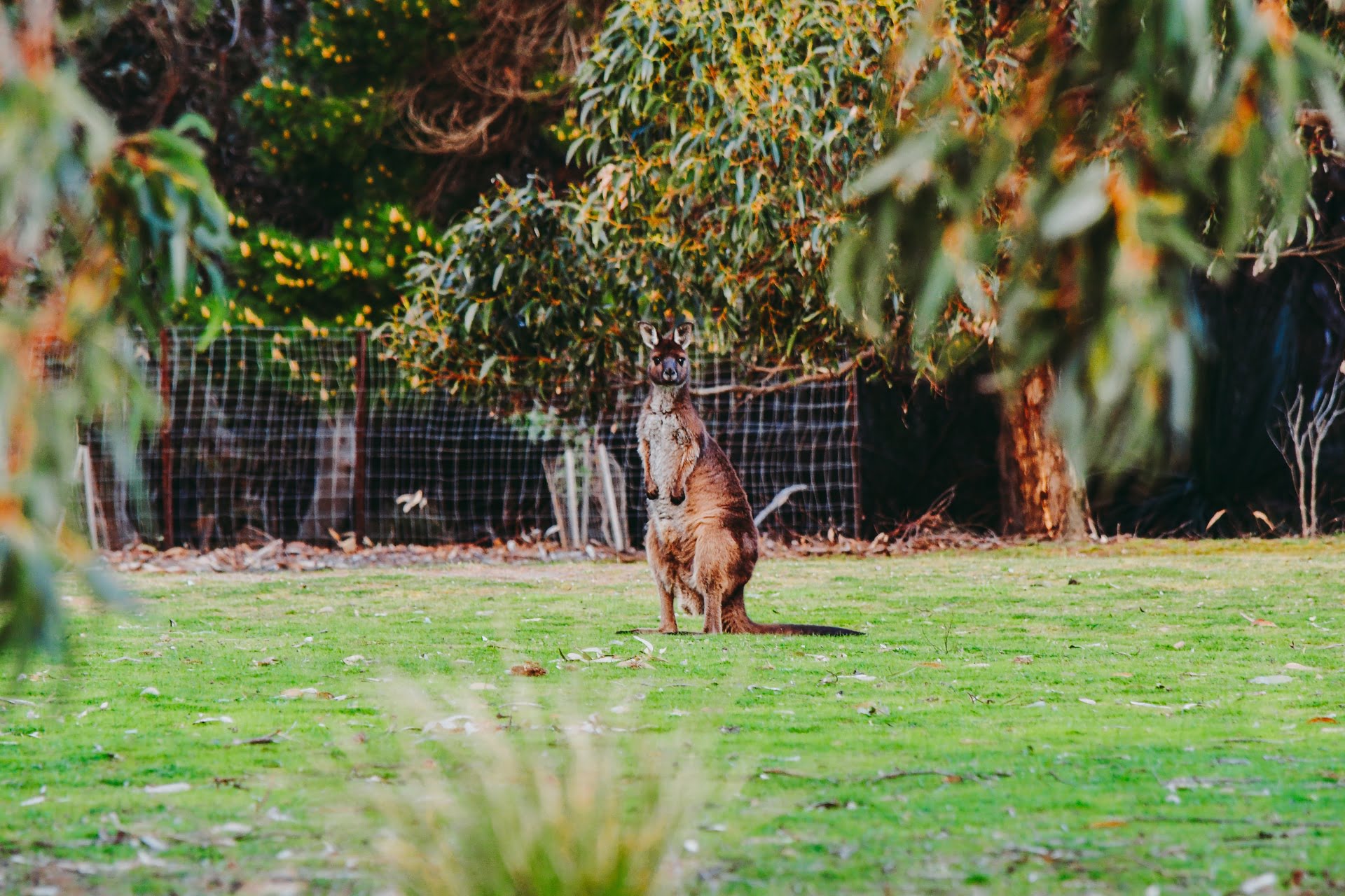 kangaroo in the backyard of vivonne bay holiday house