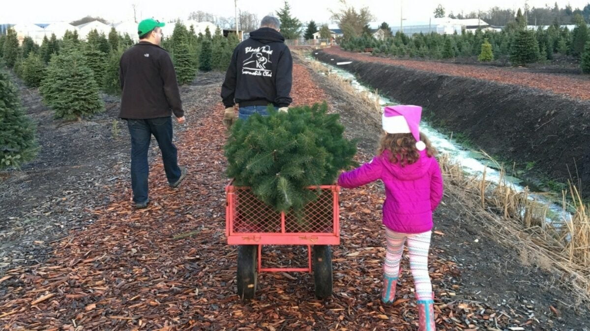 Family taking their Christmas tree back to their vehicle