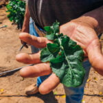 Jazamango Todos Santos-11