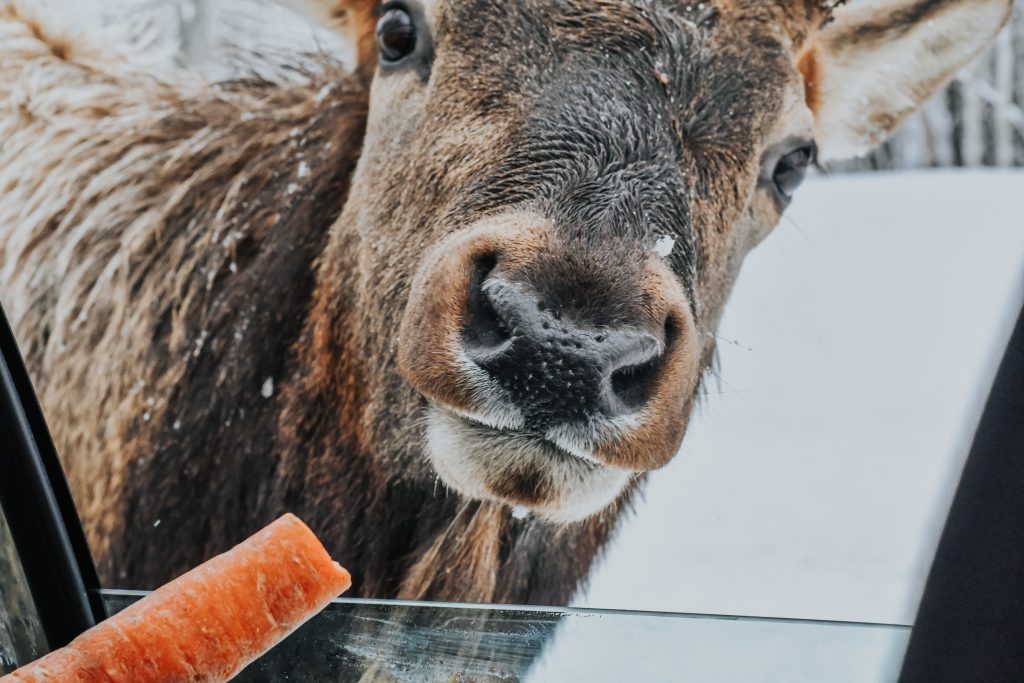 Deer eating carrot out of car window at Park Omega Winter
