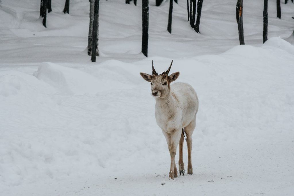 Baby caribou in park omega winter