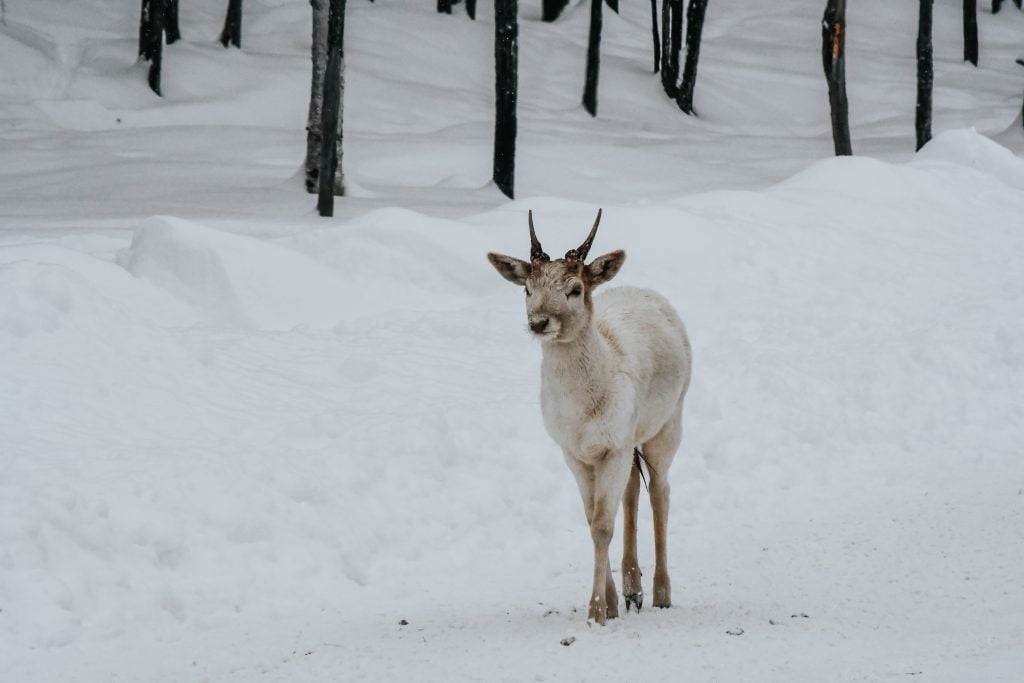 baby caribou