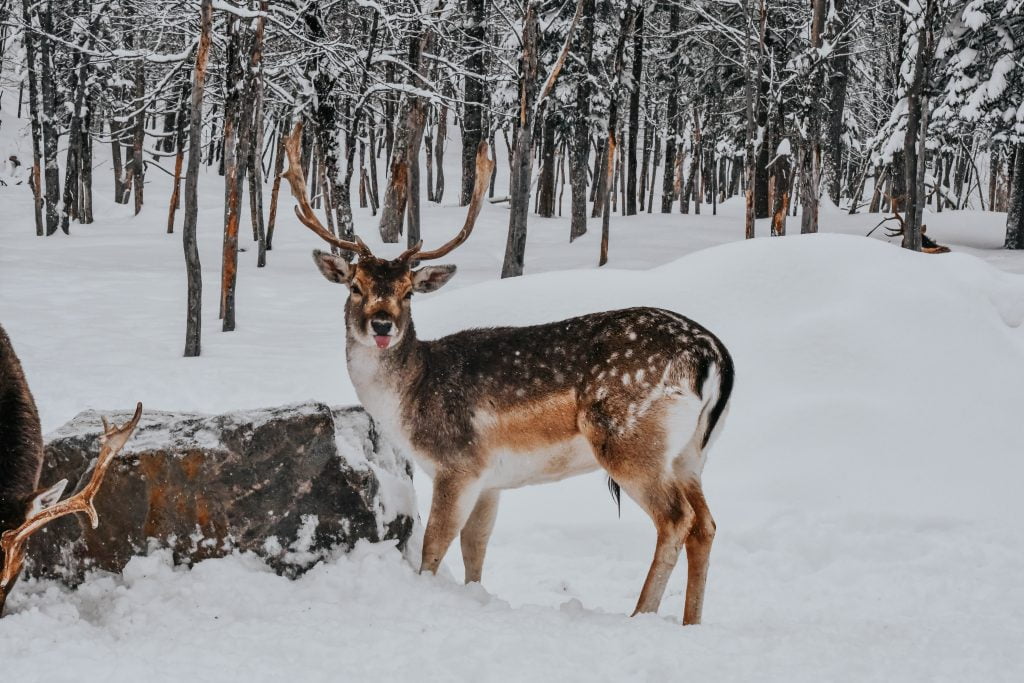 Caribou standing in the snow sticking its tongue out at park omega winter