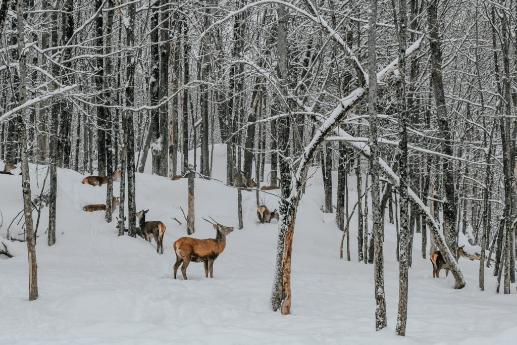 Deer in the forest at park omega winter