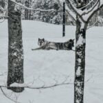 Wolves in park omega winter