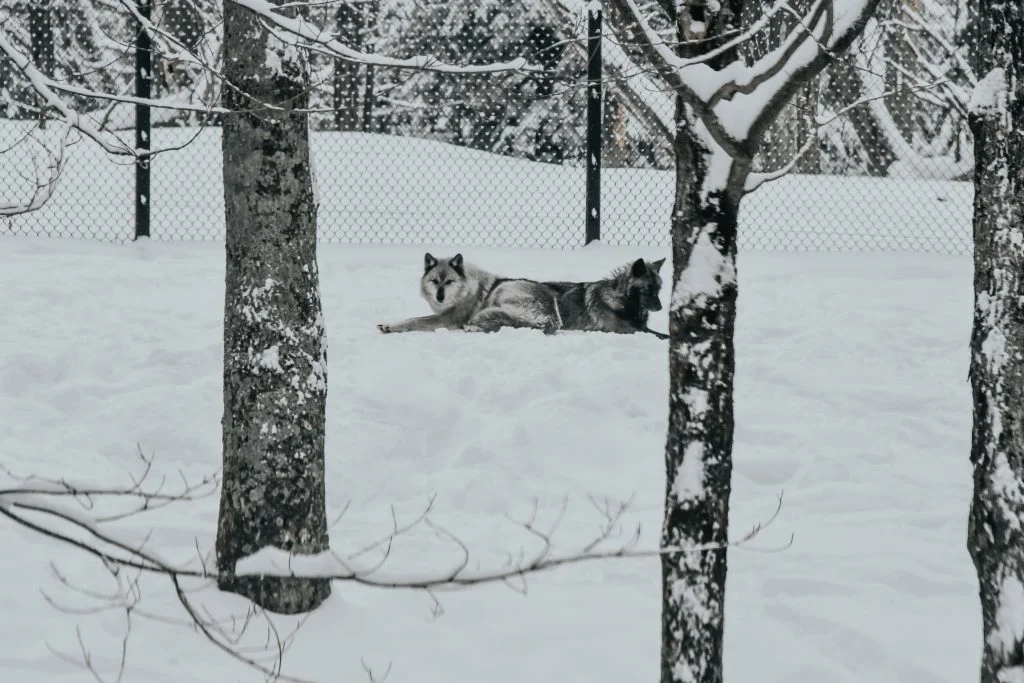 Wolves in park omega winter