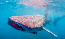 Swim with Whale Sharks Cabo