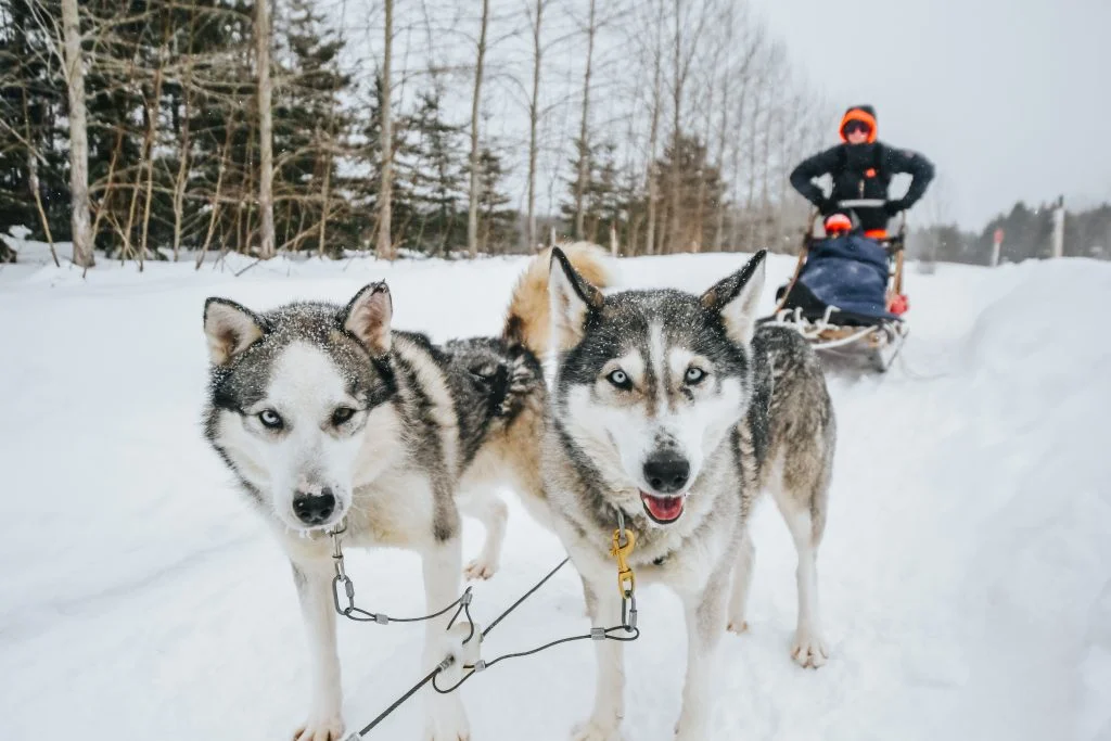 Dogs pulling a dogsled at Le Baluchon Éco Villégiature