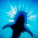 swim-with-whale-sharks-cabo-19