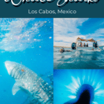 swim with whale sharks cabo - pinterest