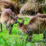 Top-10-things-to-do-on-Kangaroo-Island-South-Australia