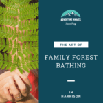 Forest Bathing in Harrison
