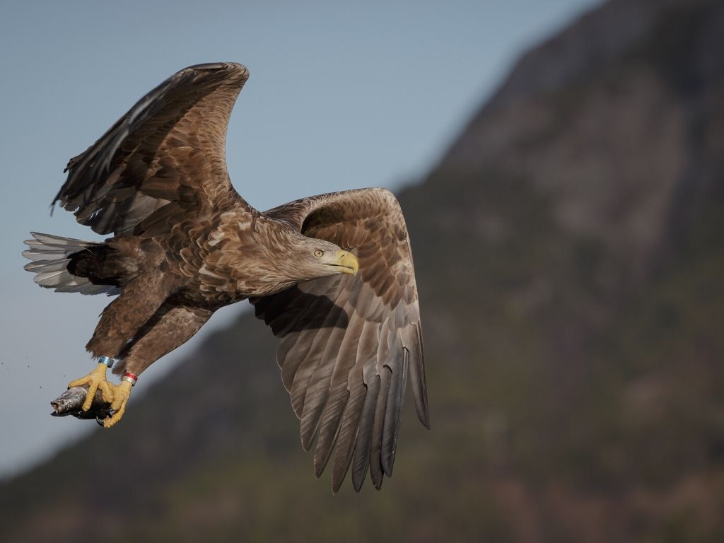 Eagle with fish in its claws