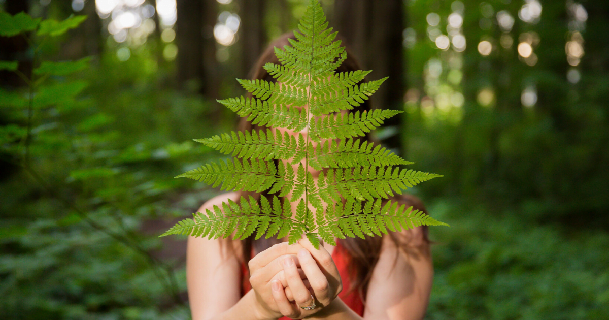 Forest Bathing in Harrison