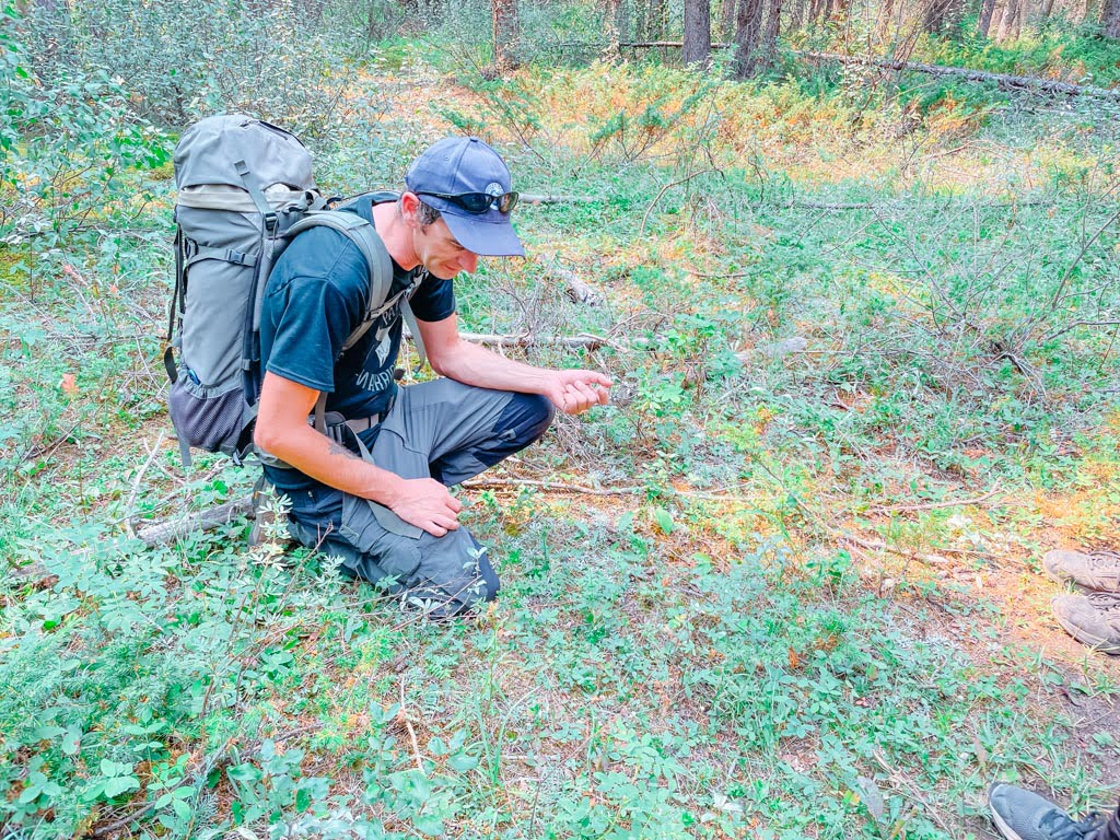 indigenous guide crouched down showing the group wild strawberries