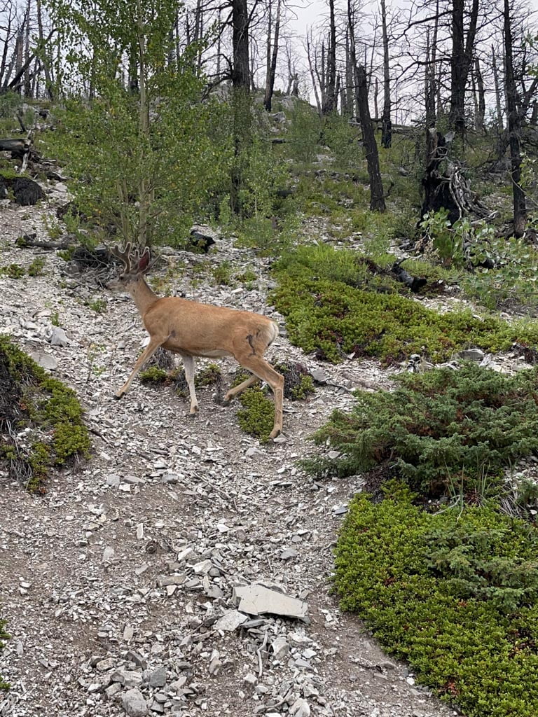 deer walking on hill beside hiking trail