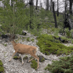 Best Family Hiking Guide In Banff – Deer