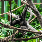 White-handed gibbon Maximus (1)