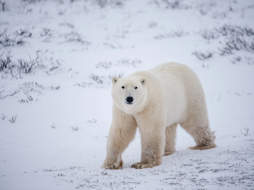 polar bear walking on snow and looking at the camera