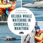 beluga-whale-watching-churchill-manitoba-pinterest-2