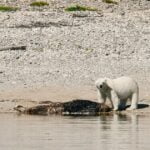 polar-bear-tours-in-churchill-manitoba-Social-Media-Image