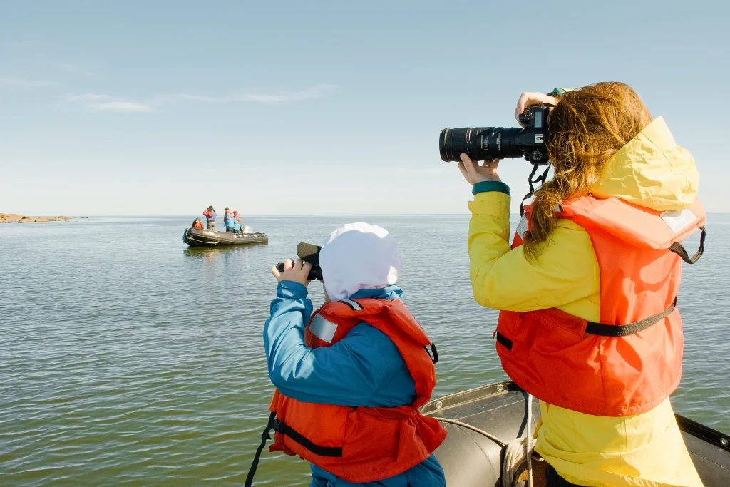 beluga whale watching in churchill manitoba