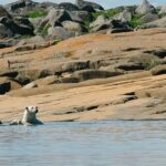 Family-Tours-Churchill-Polar-Bear-Tour