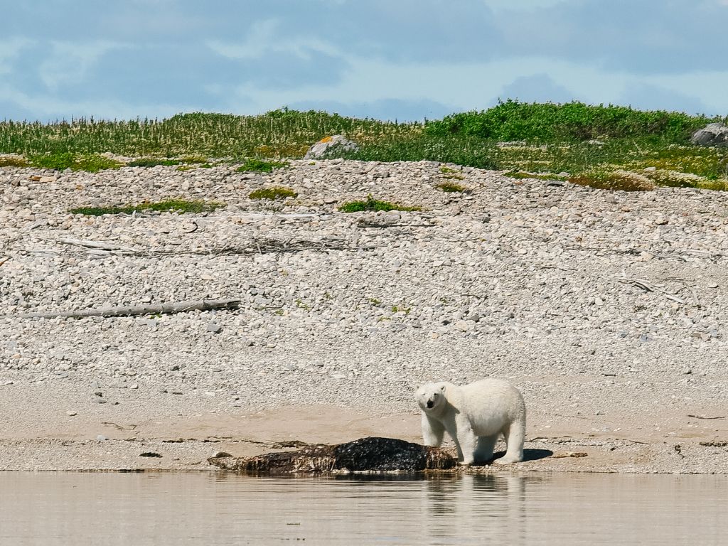 polar bear eating on the shore during polar bear tours in churchill manitoba