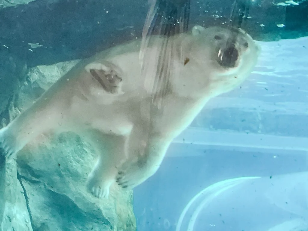 A Guide to Assiniboine Park Zoo