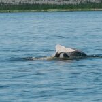 Beluga-Whale-Watching-Churchill