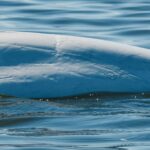 Beluga-Whale-Watching-Churchill-3