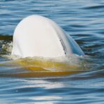Beluga-Whale-Watching-Churchill-Manitoba