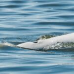 Beluga-Whale-Watching-Churchill2