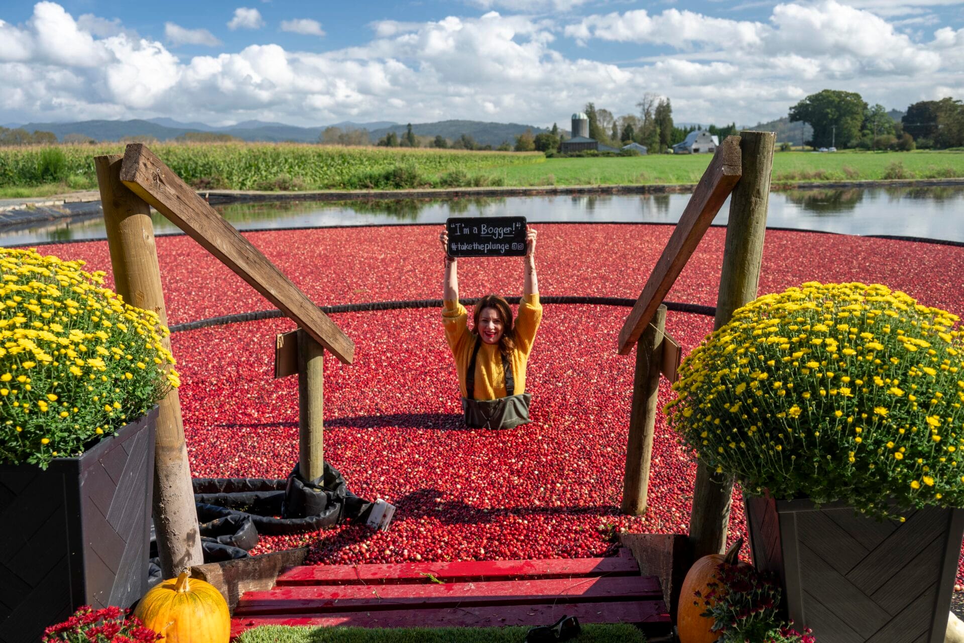 Jami Savage takes a plunge into a field of cranberries at the Bog Riverside Farm in Fort Langley