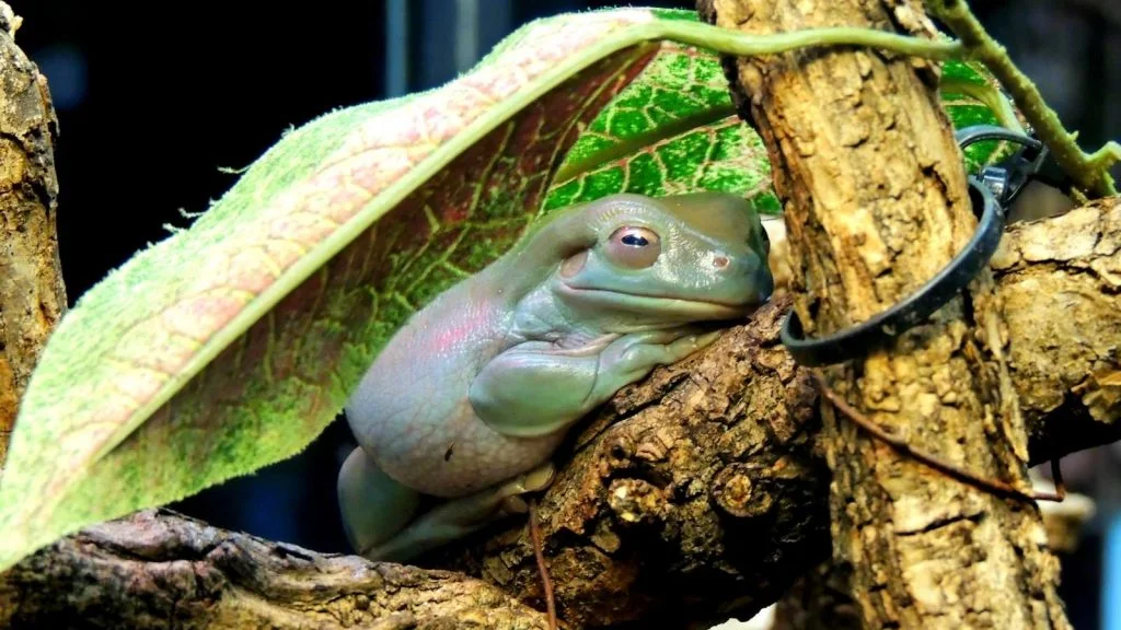 White’s tree frog-thumb-lg