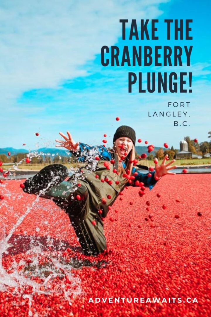 Cranberry Plunge Langley How To Plan The Best Cranberry Farm