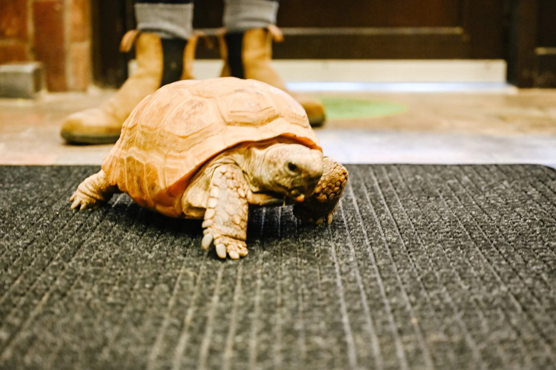 Gus the Tortoise at the Museum of Natural History on our Halifax road trip