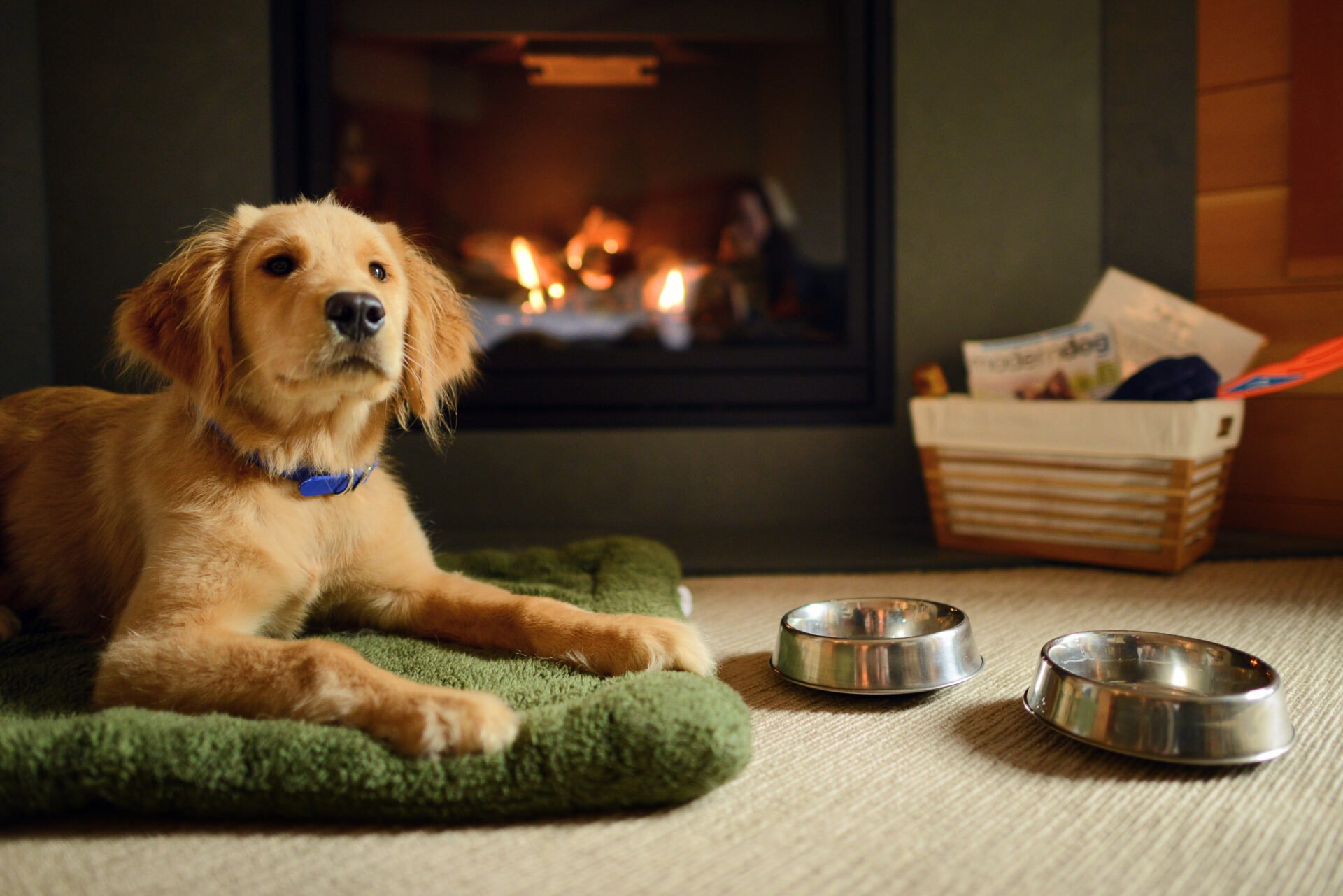 a cute golden retriever puppy looks at the camera while lying in front of the fireplace in one of the rooms at the wickanninish inn, the best storm watching hotel in tofino