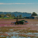 cranberry-farm-langley-3-1