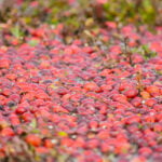 cranberry-farm-langley-7-1
