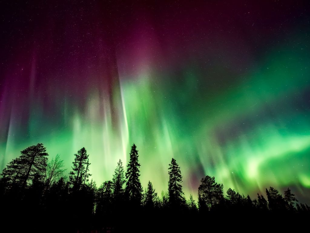 aurora borealis in the night sky above a forest