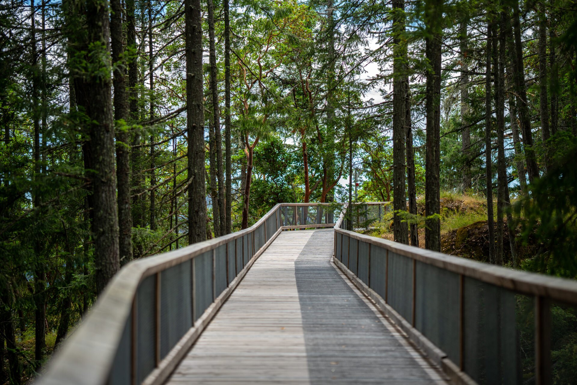 treewalk portion at the malahat skywalk experience on vancouver island